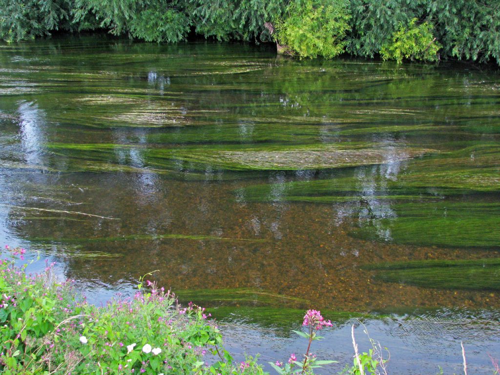 A typical shallow gravel run with streamer weed, on a summer river