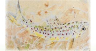 The Boy and the Trout - CHildren's Story Book - Front Cover