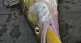 Zander on a soft lure from the River Trent