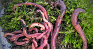 Fresh lobworms are a fantastic fishing bait for all sorts of species