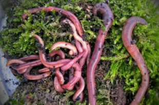 Fresh lobworms are a fantastic fishing bait for all sorts of species
