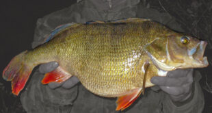 British record perch - 6lb 2oz, 2011