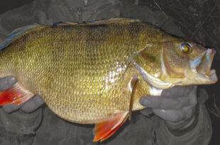 British record perch - 6lb 2oz, 2011