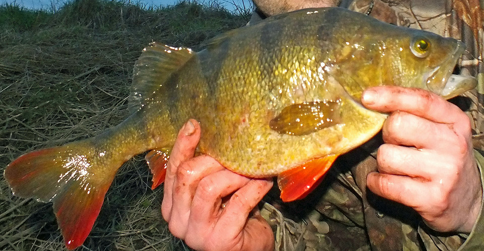 Fat perch fish