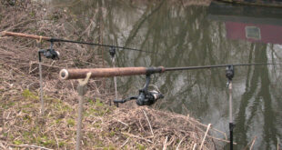 River Kennet perch fishing