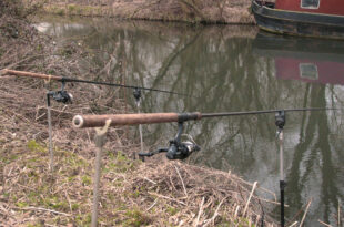 River Kennet perch fishing