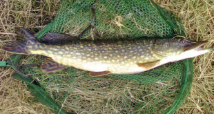 Lure caught pike from the last week of the river season.