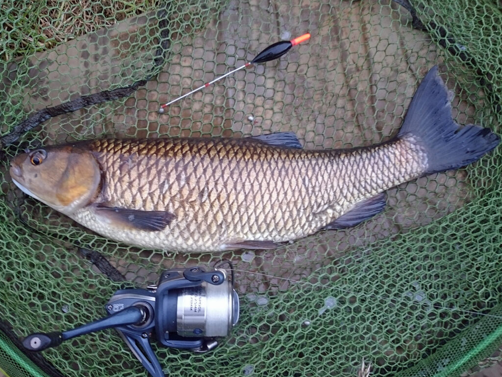 My first fish of the 2015-16 season, a chub caught on the float whilst fishing for barbel