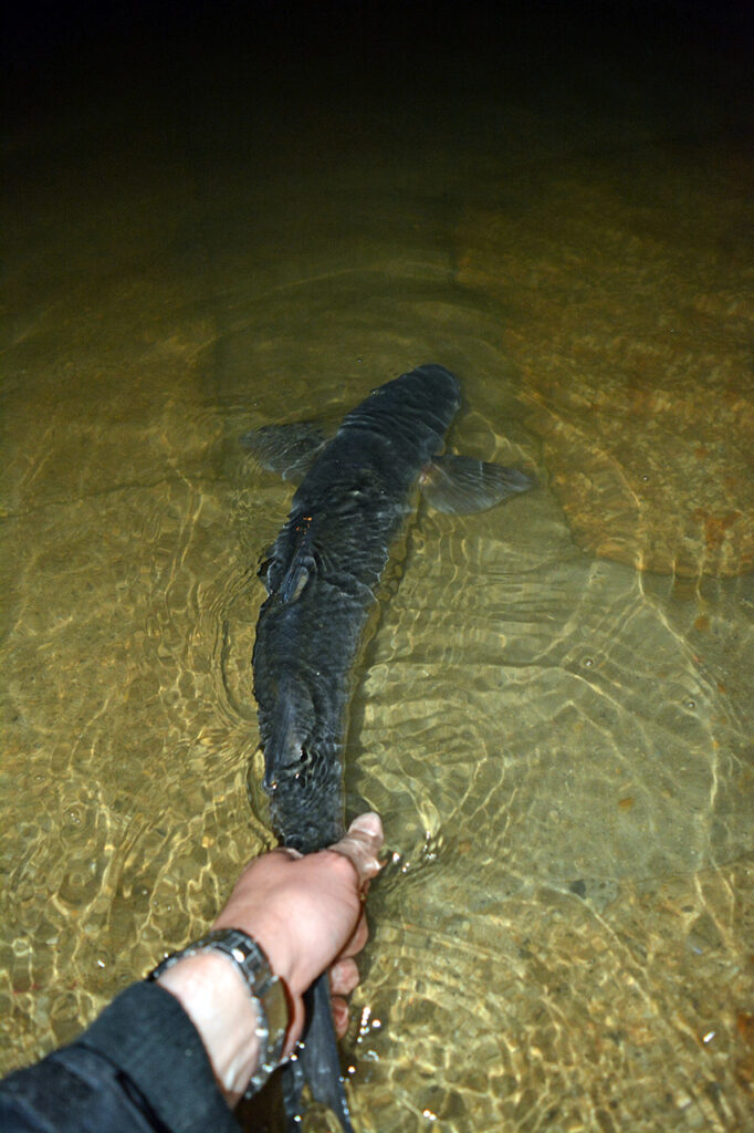 Andrew returns his PB mullet