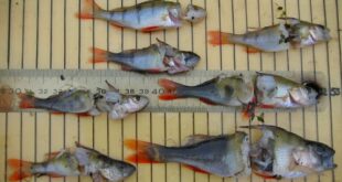 Fish deaths caused by Hydropower turbines