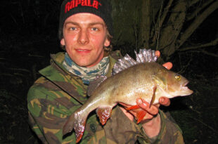 A decent perch from Tibshelf Ponds permit pond