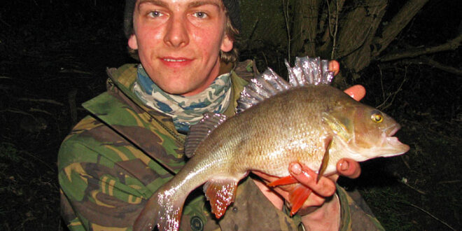 A decent perch from Tibshelf Ponds permit pond
