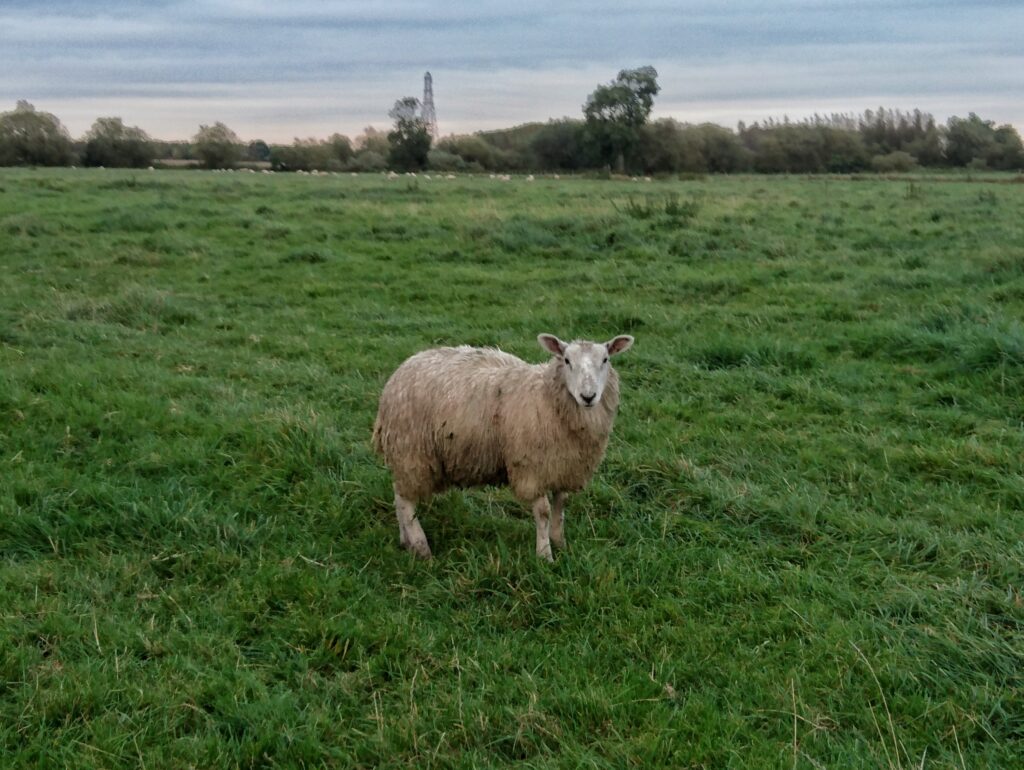 Sheep saved from the River Derwent, by angler Andrew Kennedy