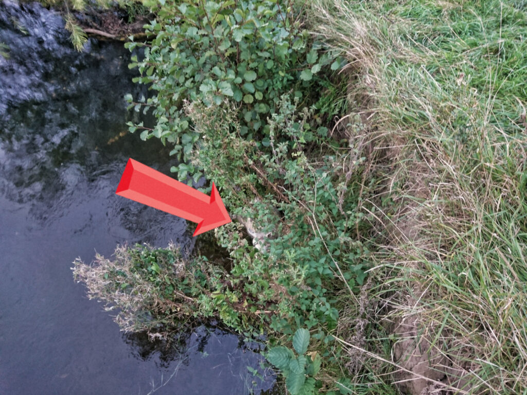 Sheep stuck in River Derwent, saved by angler Andrew Kennedy
