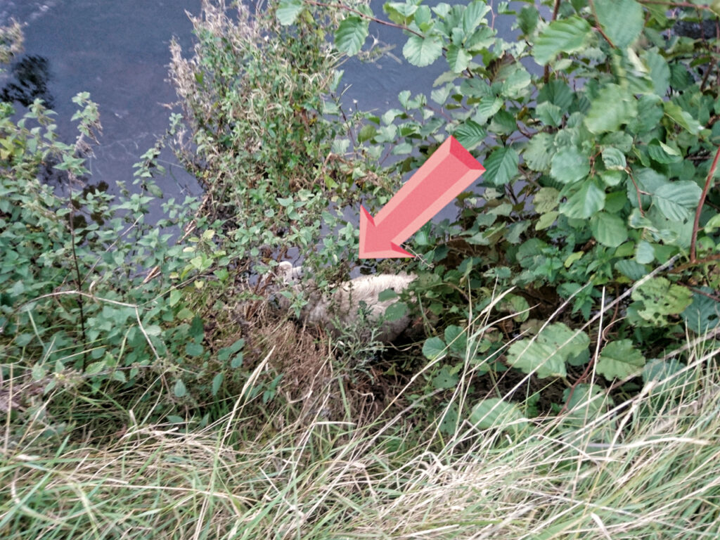 Sheep stuck in River Derwent, saved by angler Andrew Kennedy